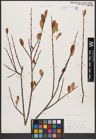 Foto von Salix aurita L.